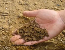 Metal detectors vs. soil mineralization